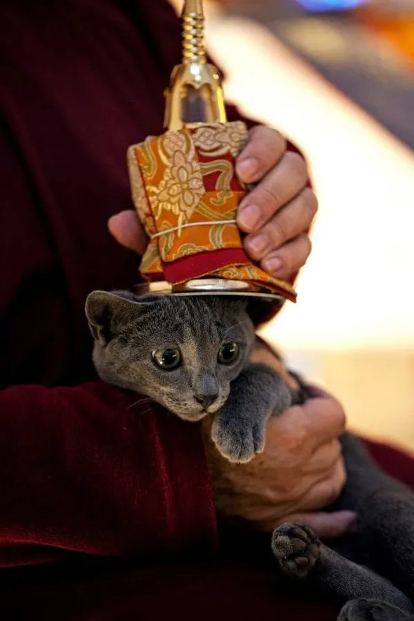 Animal Blessing, Maitreya Loving Kindness Tour