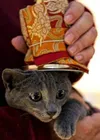 Animal blessing