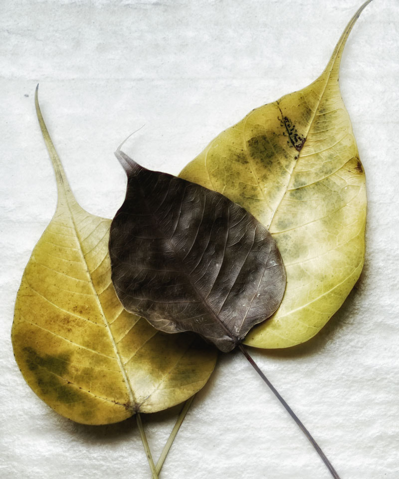 Healing Conversations -- Leaves